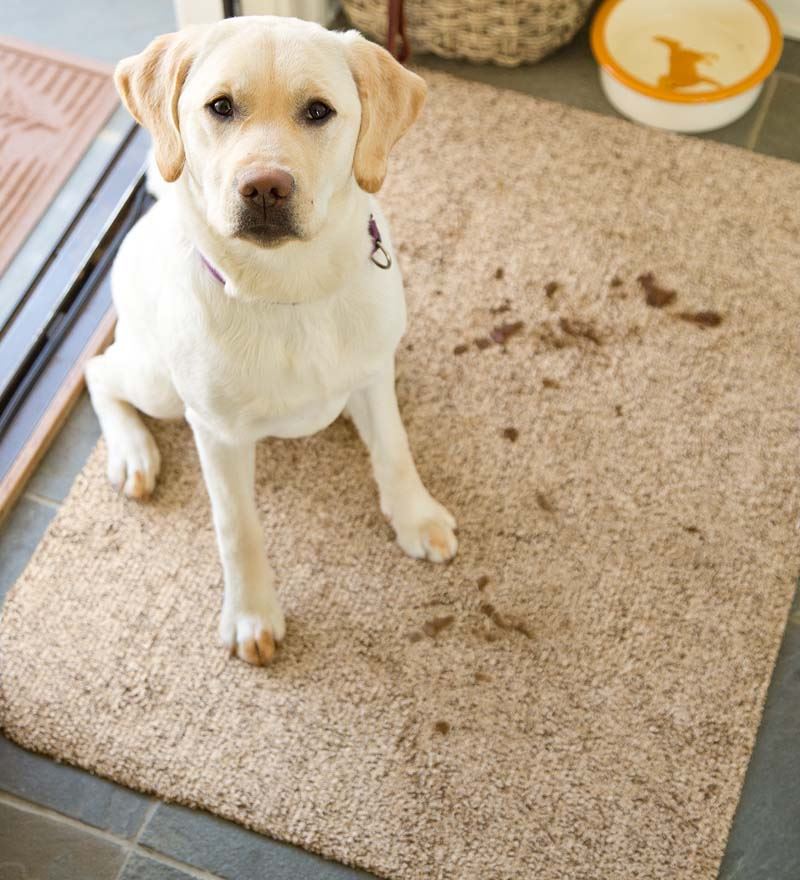 How to Remove Dirt From Your Carpet?, Dogs & Carpets